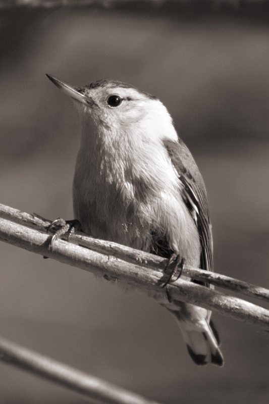 Woodpecker 2 
